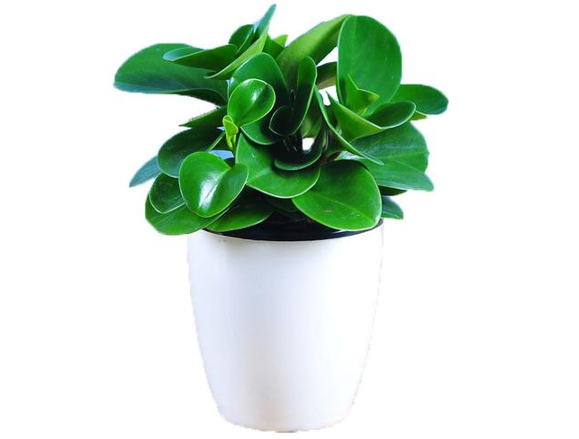 ps快速抠图技巧教程如何使用ps快速蒙版工具抠出绿植盆栽